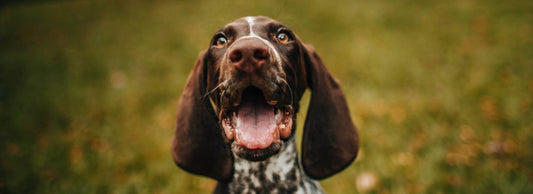 Can Dogs Eat Asparagus