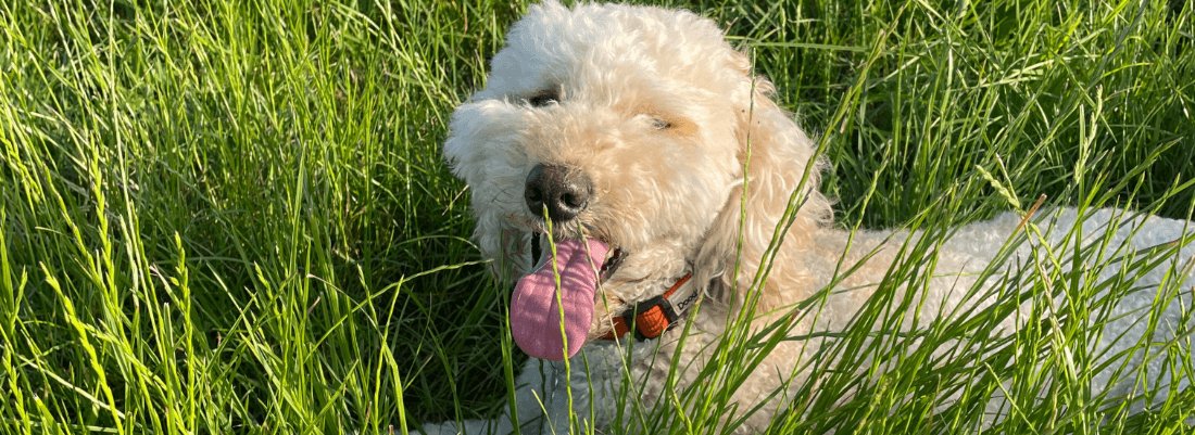 Dog Allergy Testing