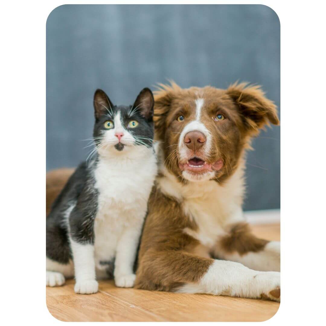 happy-cat-and-dog